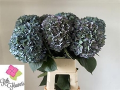 Hydr Ma Pimpernel Cl 100cm 28cm Ø