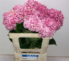 Hydr M Sunsation 60cm 12cm Ø
