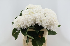 Hydr M Royal Princes 60cm 18cm Ø