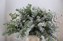 Euca Cinerea P Bunch 70cm 300gram