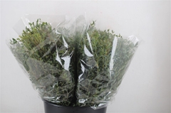 Euc Parvifolia P Bs 45cm 150gram