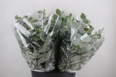 Euca Cinerea P Bunch 45cm 150gram