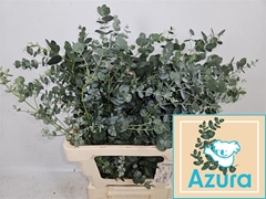 Euca Gu Azura 65cm