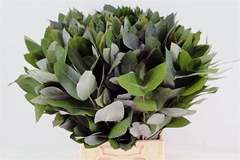 Euca Robusta 55 Cm Ptk 55cm