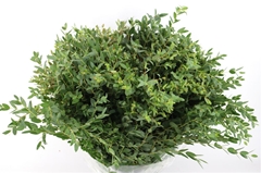 Euc Parvifolia P Bs 70cm 350gram