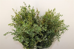 Euc Parvifolia P Bs 70cm 200gram