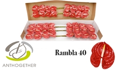 Anth A Rambla 11cm Ø
