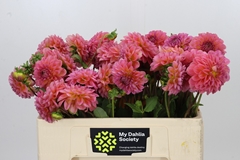 Dahl Dec Pink Runner 50cm