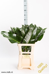 Philod St Tropez 70cm