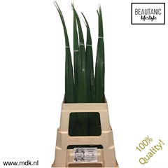 Pandanus (BLAD) 100cm