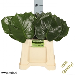 Monstera Blad..groot 45cm