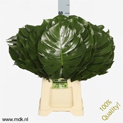 Monstera Blad..groot 60cm