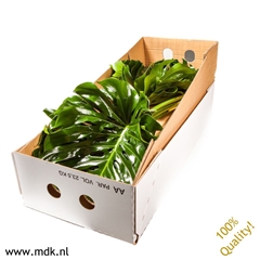 Monstera Blad..groot 80cm