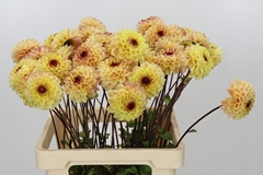 Dahl Pom Yellow Jill 60cm