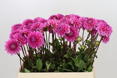 Dahl Sandra 55cm
