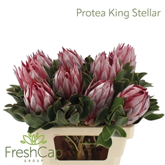 Protea Cynaroides 50cm