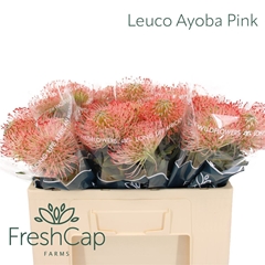 Leuco Ayoba Pink 50cm