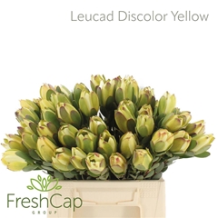 Leucad Discolor 50cm