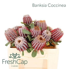 Banksia Coccinea 35cm