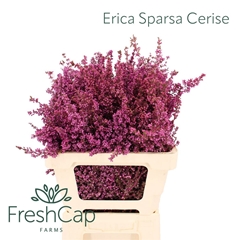 Erica Bicolor 50cm