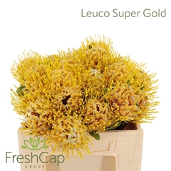 Leucospermum 'SUPER Gold' 30cm