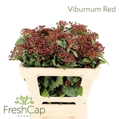 Viburnum Met Bes 50cm