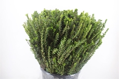 Myrtus Communis 60cm 250gram