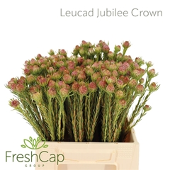 Leucad Jubilee Crown 40cm
