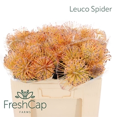 Leuco Spider 50cm