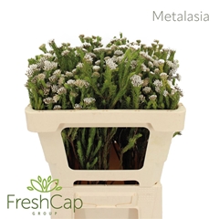 Metalasia Muricata 50cm