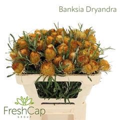 Banksia Ov Kleinbl 50cm