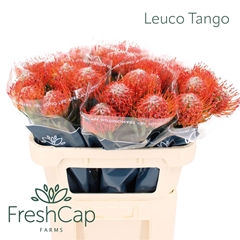 Leuco Co Tango 70cm