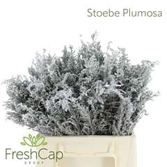 Stoebe Plumosa 40cm
