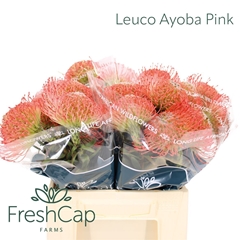 Leuco Ayoba Pink 40cm