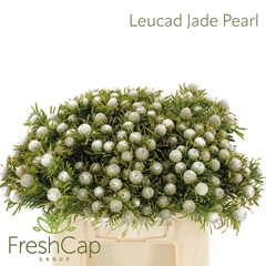 Leucad L Jad Pe Vert 40cm