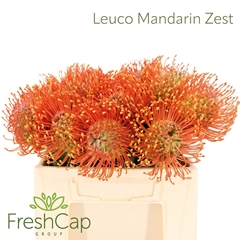 Leuco Ayoba Man Zest 45cm
