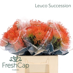 Leuco Co Succession 40cm