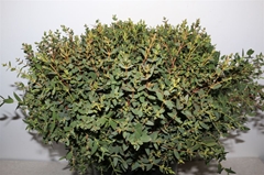Euc Parvifolia P Bs 55cm 100gram