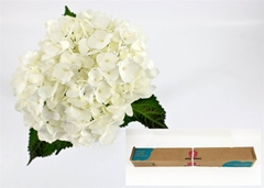 Hydr Other 65cm 16cm Ø