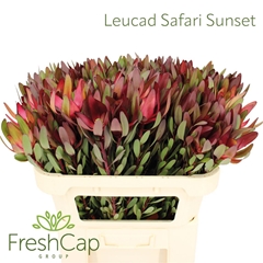Leucad Safari Sunset 70cm