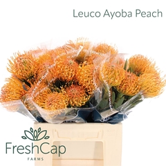 Leuco Ayoba Peach 40cm