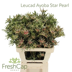 Leucad Ayoba St Pear 60cm