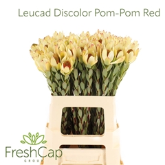 Leucad Disc Pom-pom 60cm