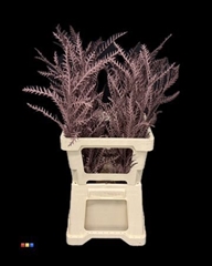 Grevillea Ivanhoe Choco Brown