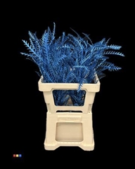 Grevillea Ivanhoe Metallic Blue