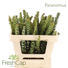 Paranomus Reflexus 50cm