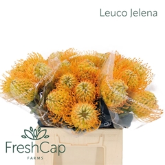 Leuco Jelena 40cm