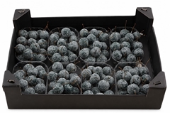 Gewaxde Appel 21%