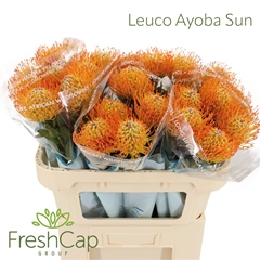 Leuco Ayoba Sun 70cm