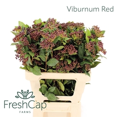 Viburnum Met Bes 60cm